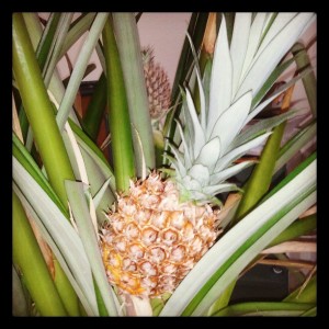 pineapple